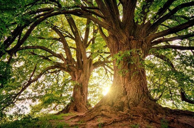 arboles