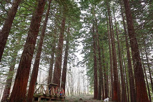 bosque secuoyas, Cantabria