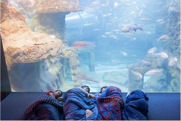 durmiendo con peces -actividad familiar - Aquarium San Sebastián
